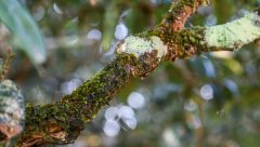 茶树苔藓、地衣的症状与防治